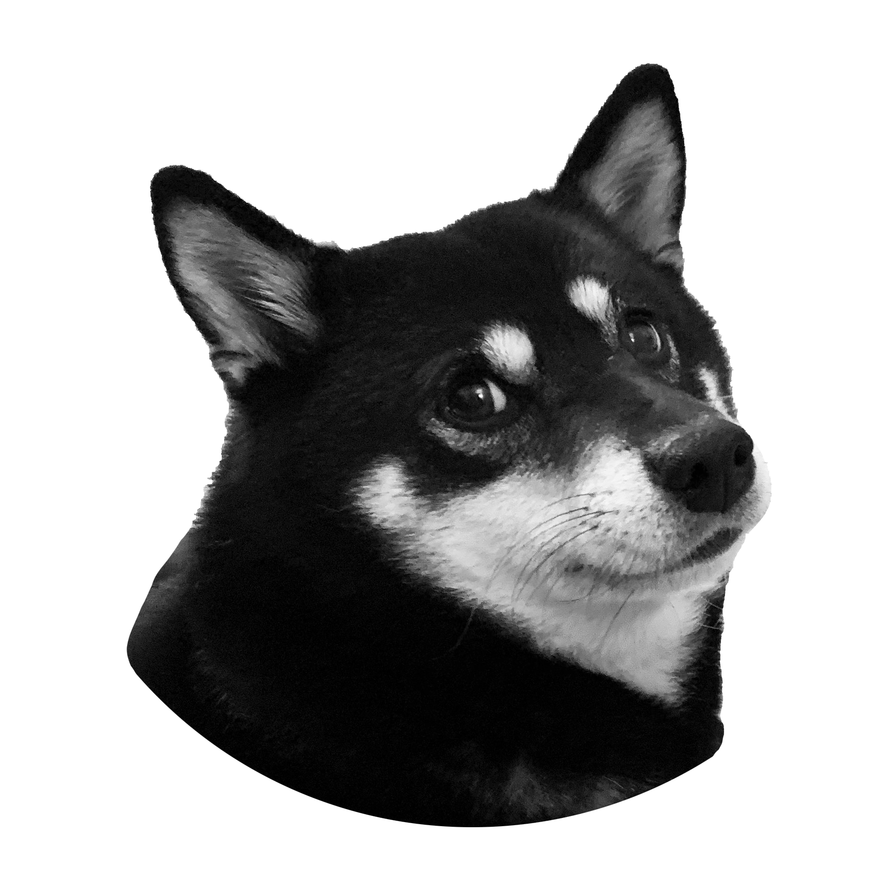 a black and white photo of a shiba inu dog